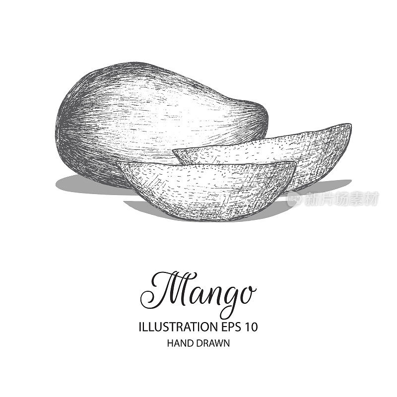 Mango hand drawn illustration by ink and pen sketch.